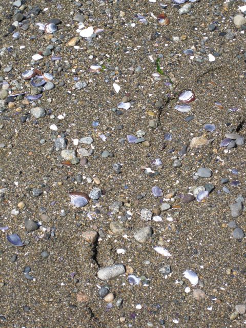 Beach shells are beautiful, restoring the soul.